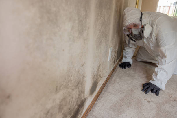 Best Environmental Consulting for Mold Prevention  in Sheffield, OH